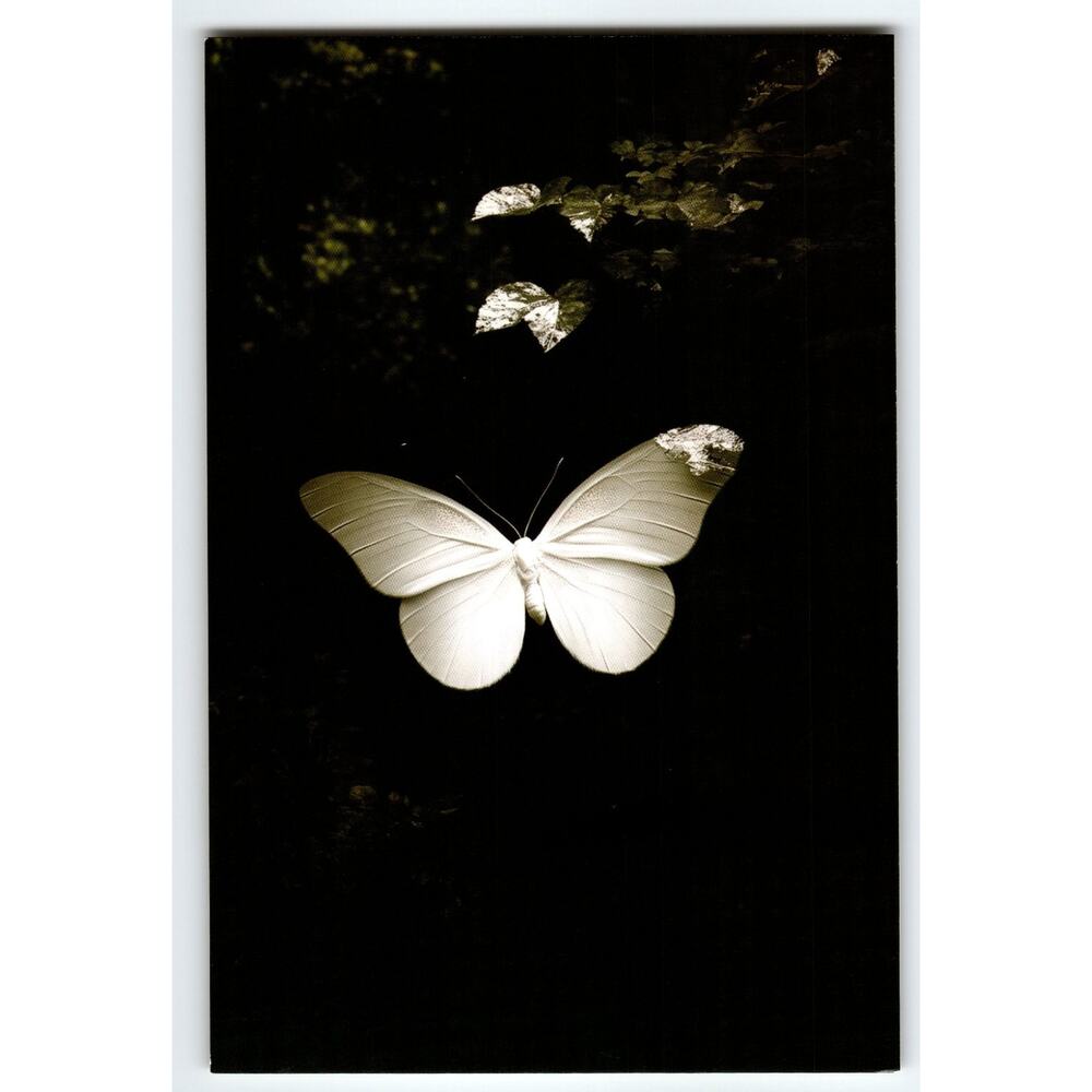 Vintage Photochrome White Butterfly on Dark Foliage 5.5x4 Postcard